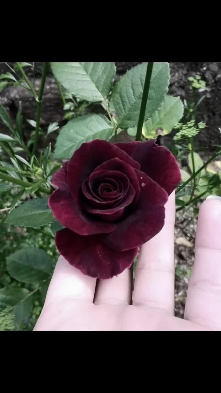 @🌸SARIGÜl🌸