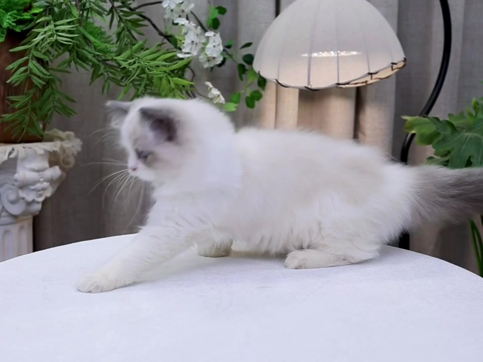 @fuyncats