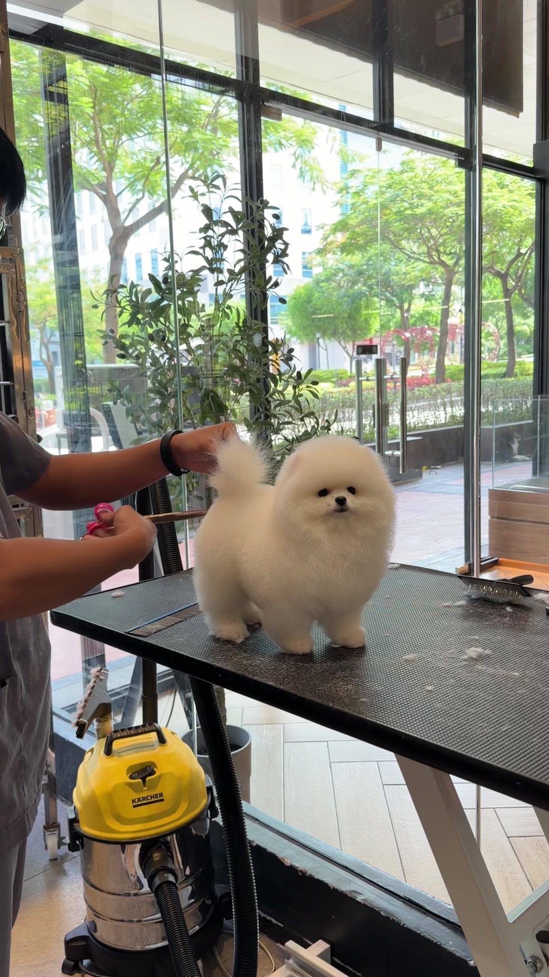 @JC Dog Republic