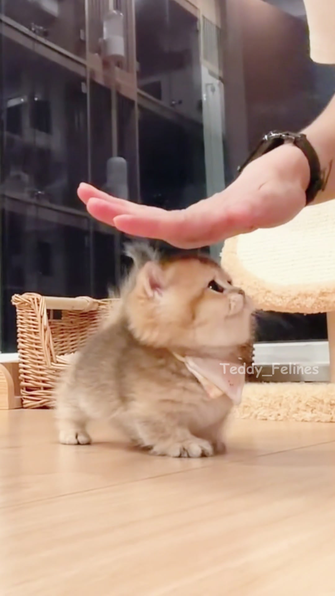 @Teddy_Felines 🧸🐾