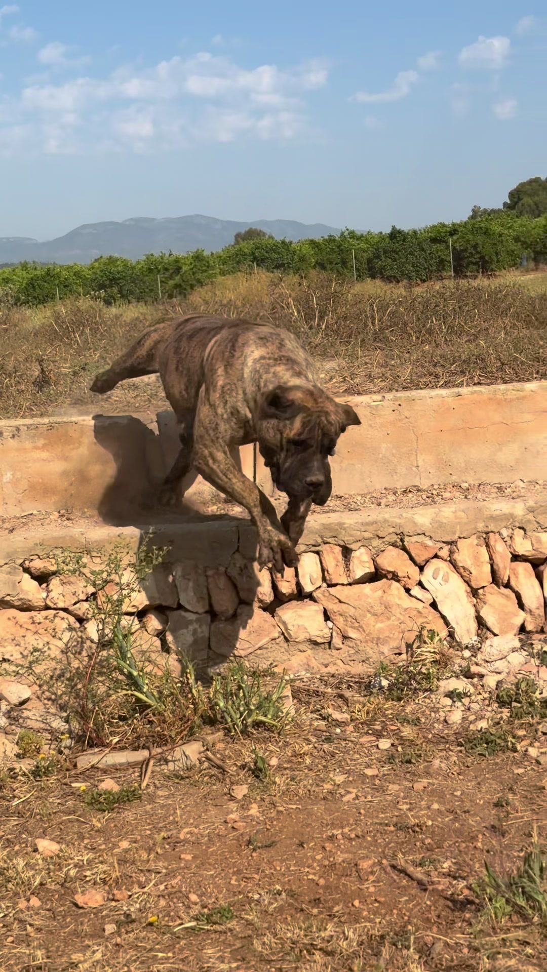 @Alberto Presa Canario Sanz