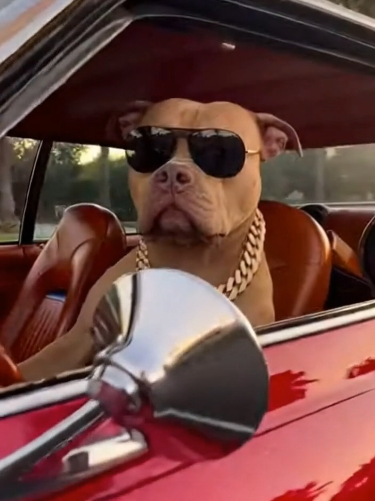 @CertifiedChaosPets