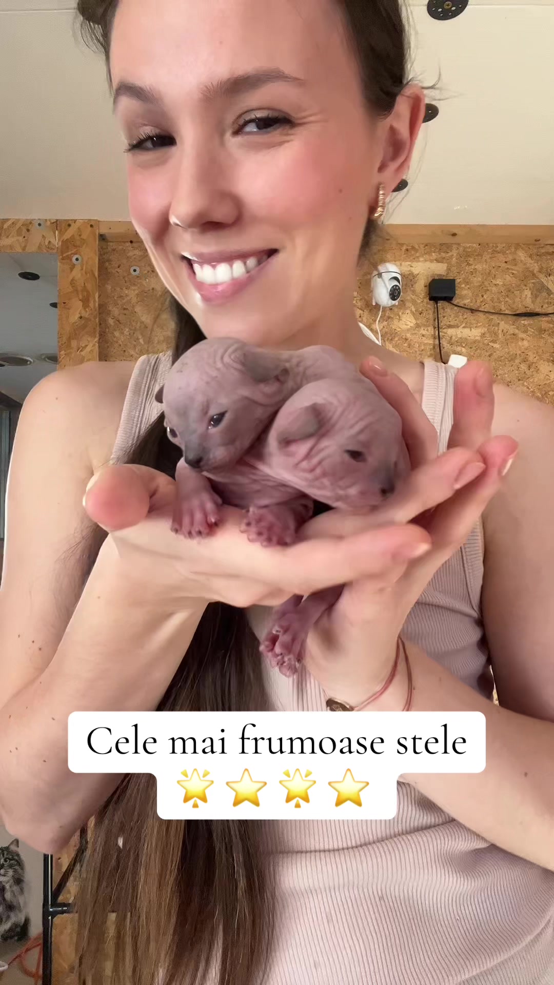 @Diana Ciortan Sphynx Romania