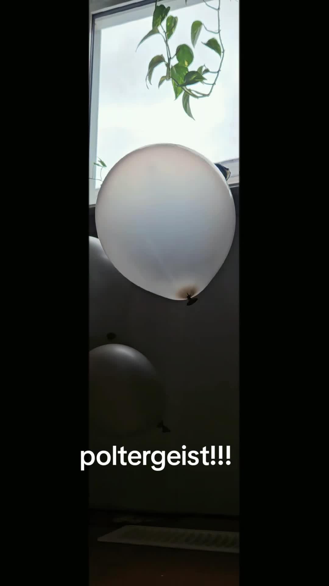 @spazzymushroomhunter