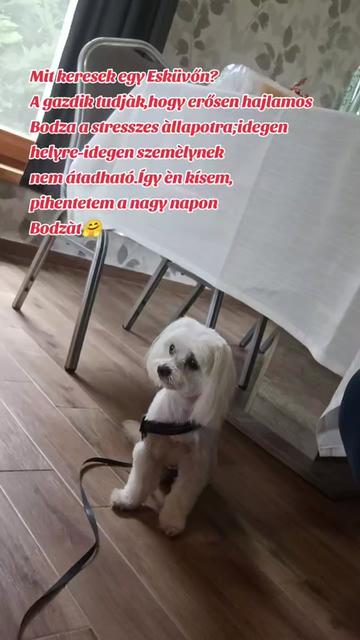 @Viki-Kutyakozmetika Másképp