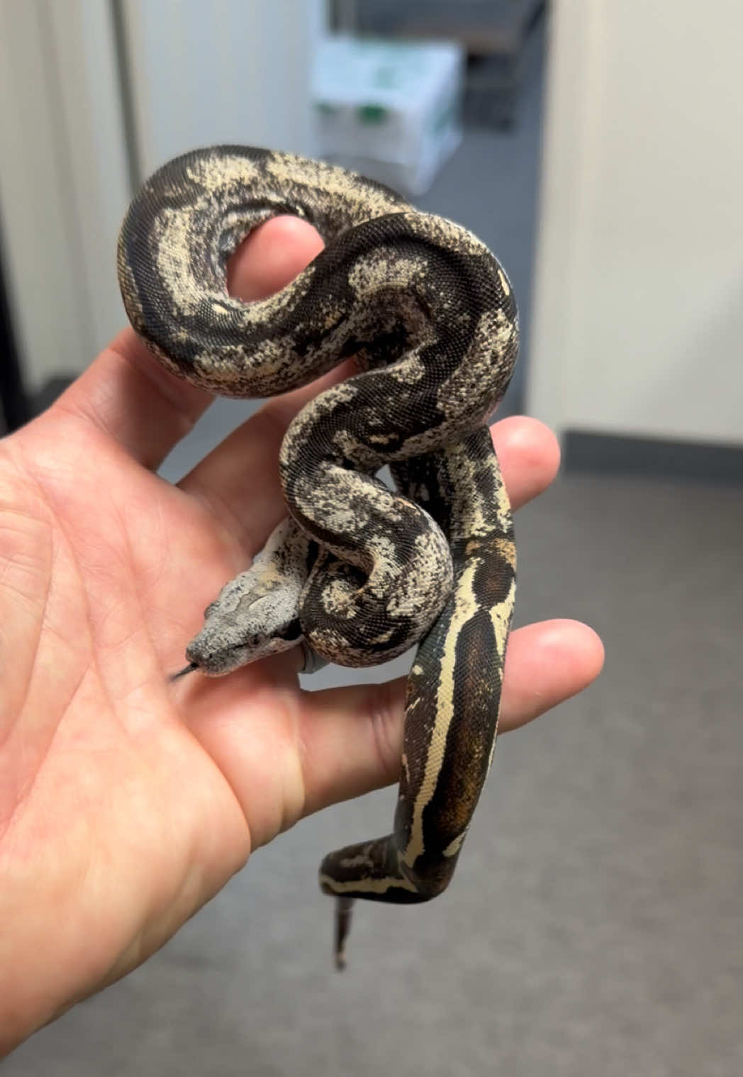 @Snake Country