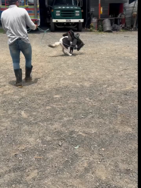 @Horses TikTok
