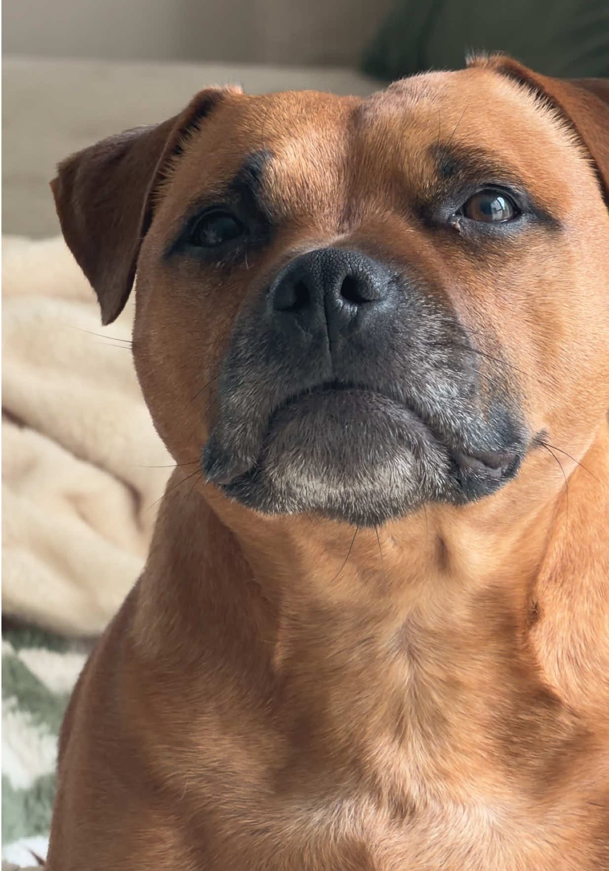 @Dogragnar 🐶👑