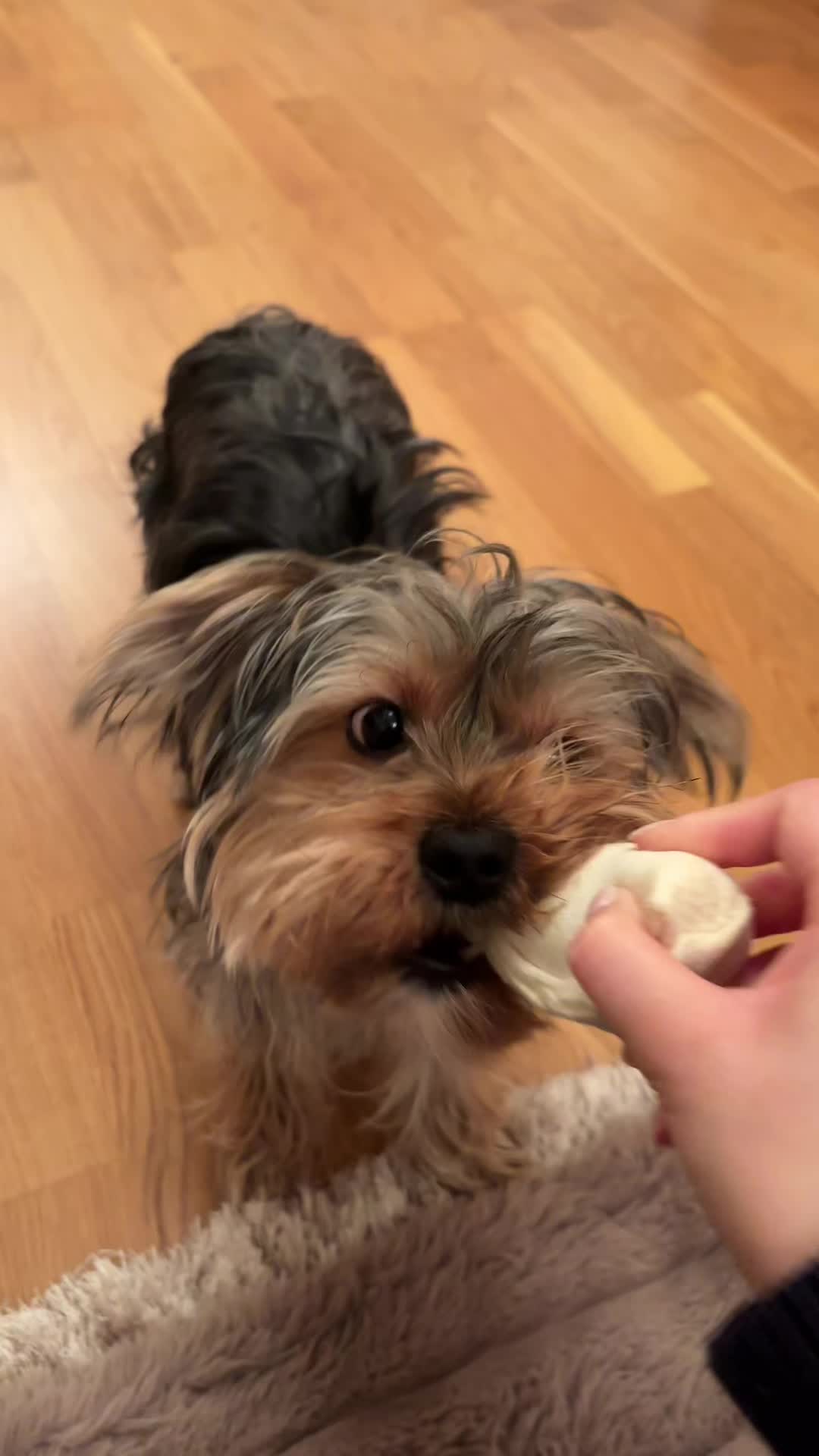 @Benjie the Yorkie