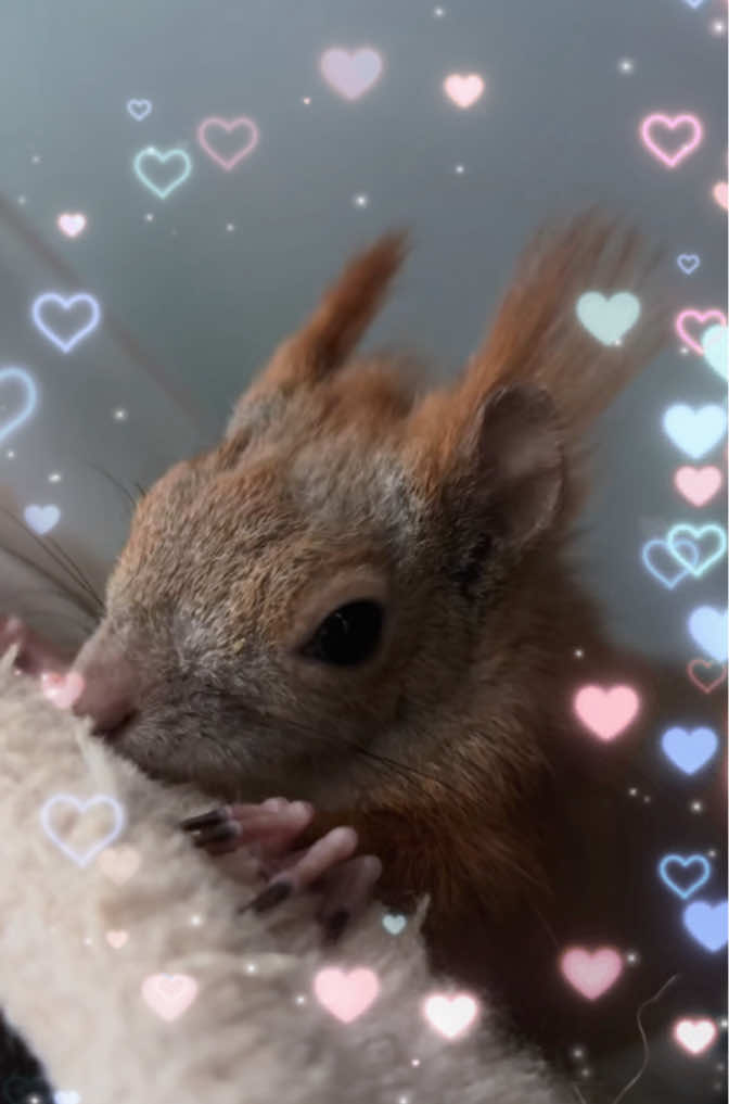 @Jenny&Skippi🐿️ TeamV🐿️u🦔🏰