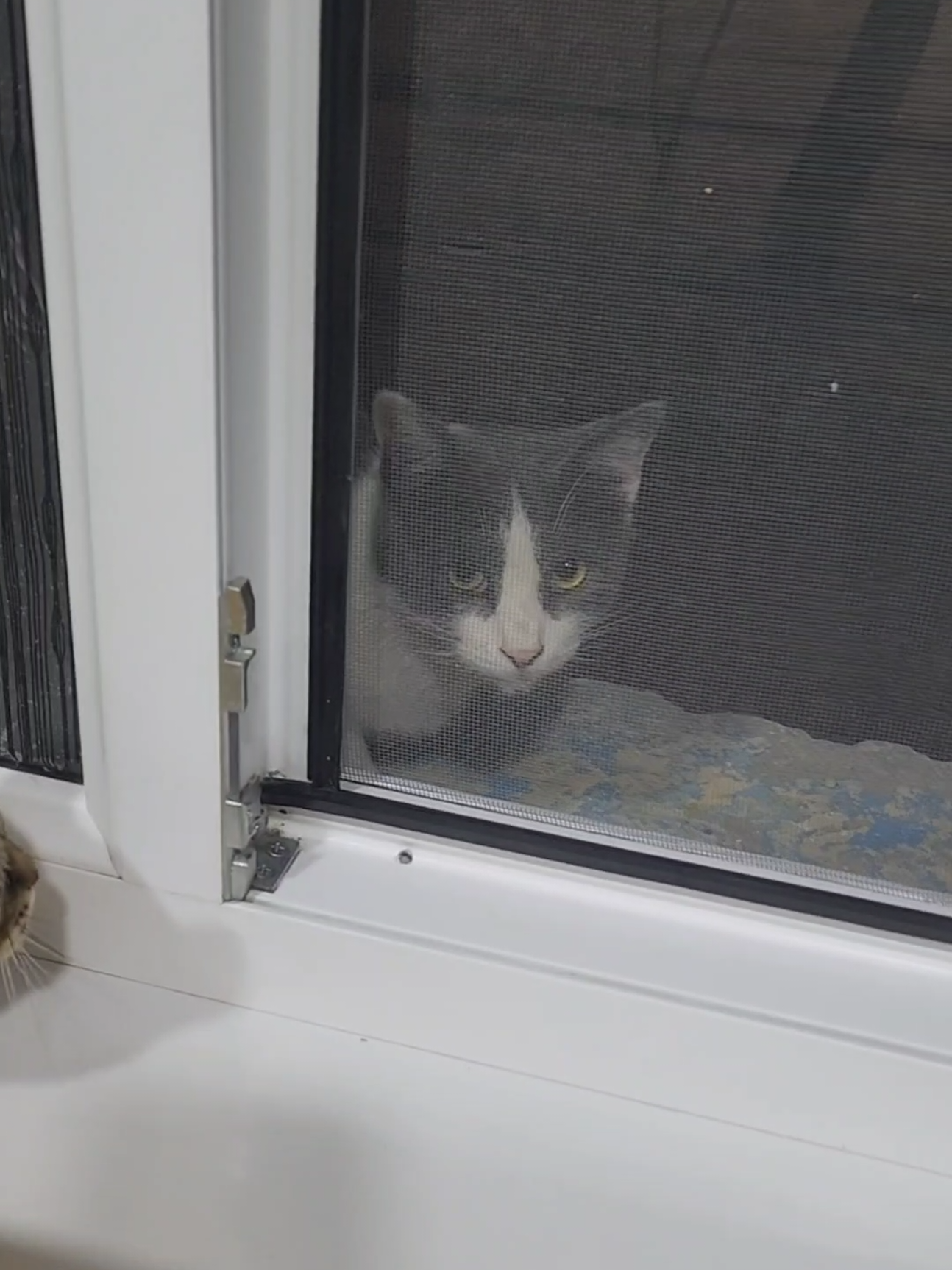 @Cat's Save