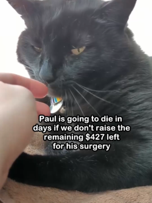 @Saving Paul the brave Cat!