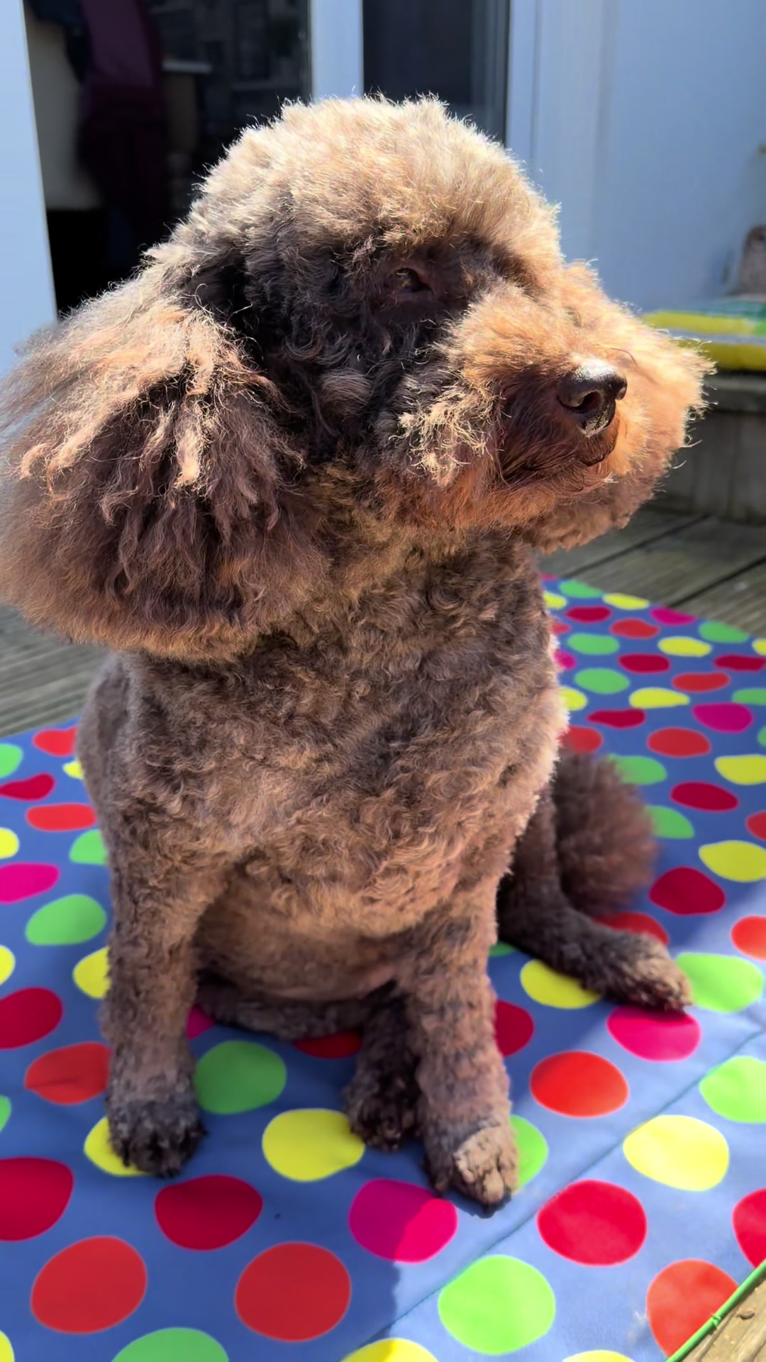 @Coco the Poodle & friends