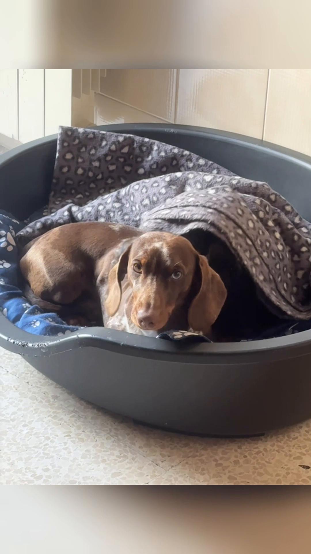 @The Dachshund House