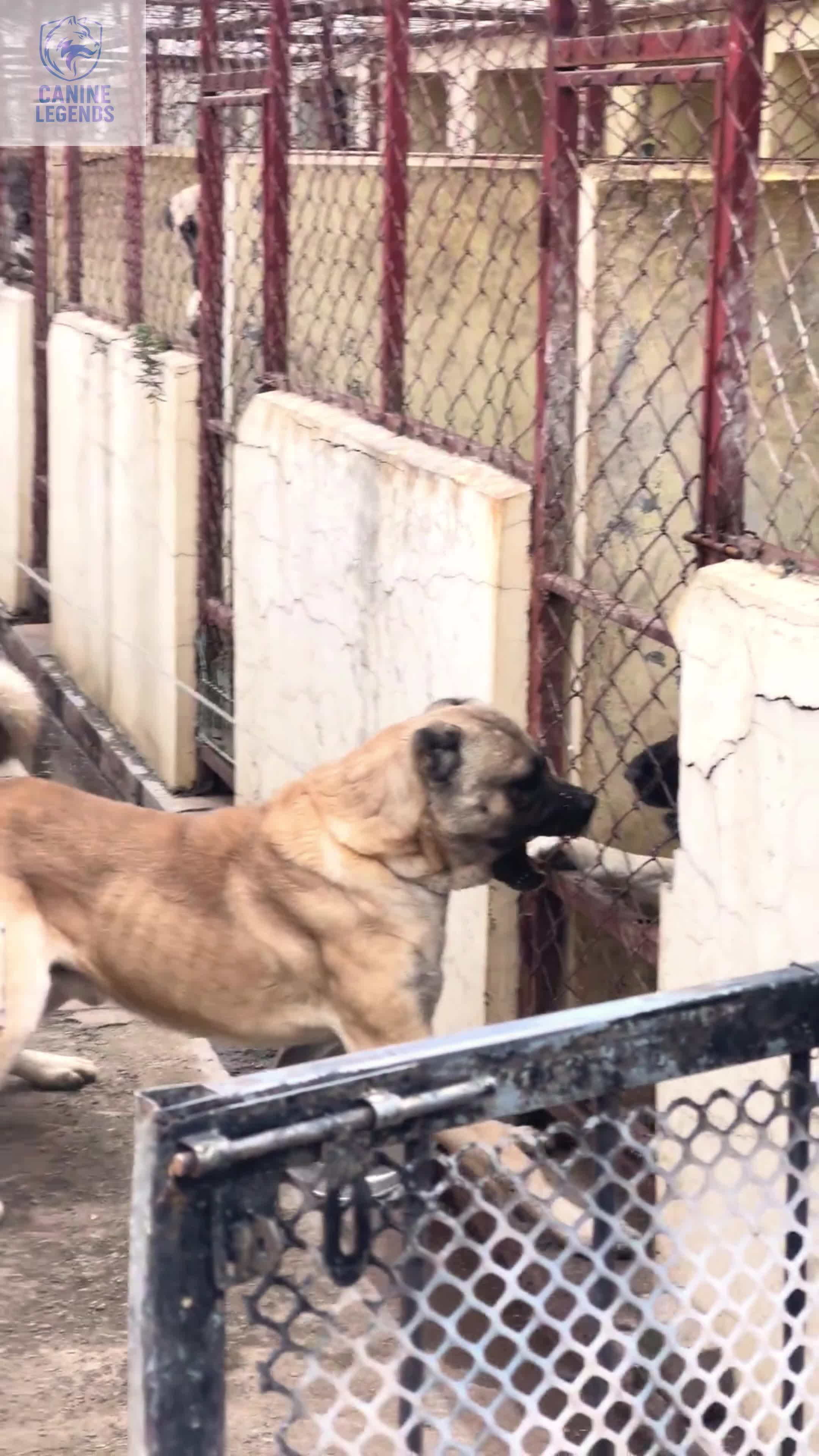 @Canine Legends