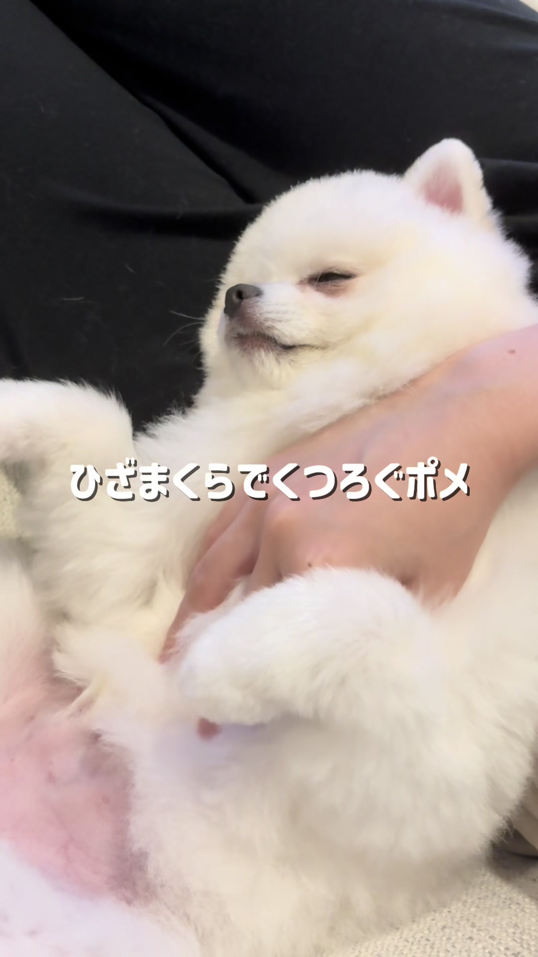 @ポメラニアンのミル🍼