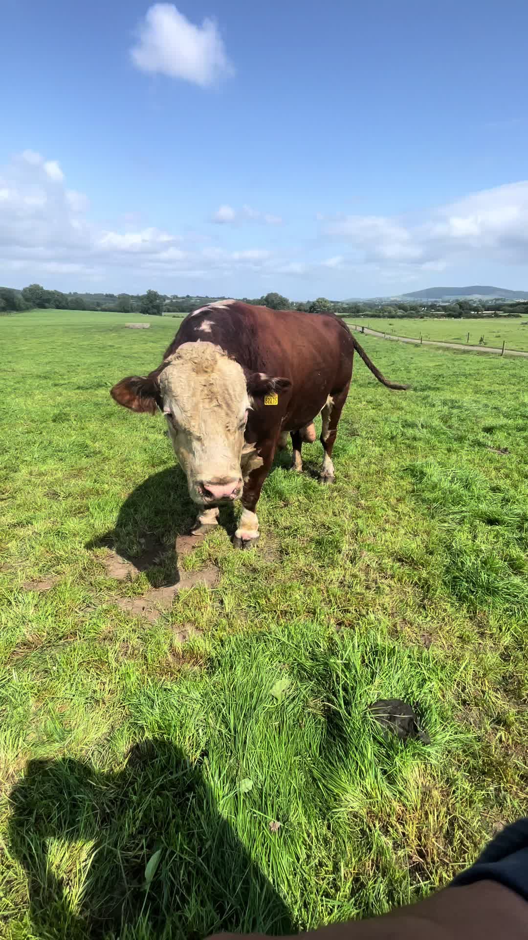 @Cow King 🐮🤴