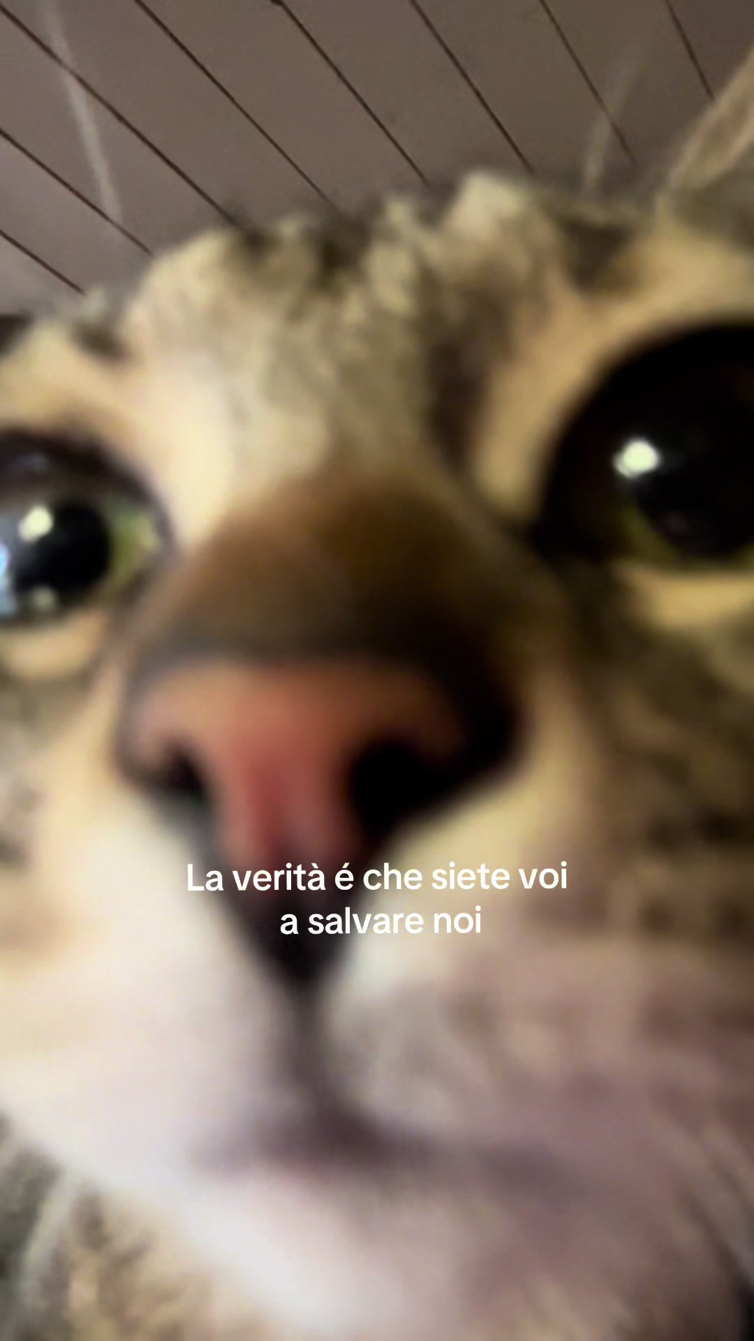 @Ciulsss