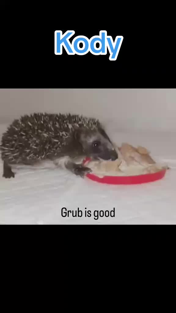 @Ryston Rachel's Hedgehog Hotel