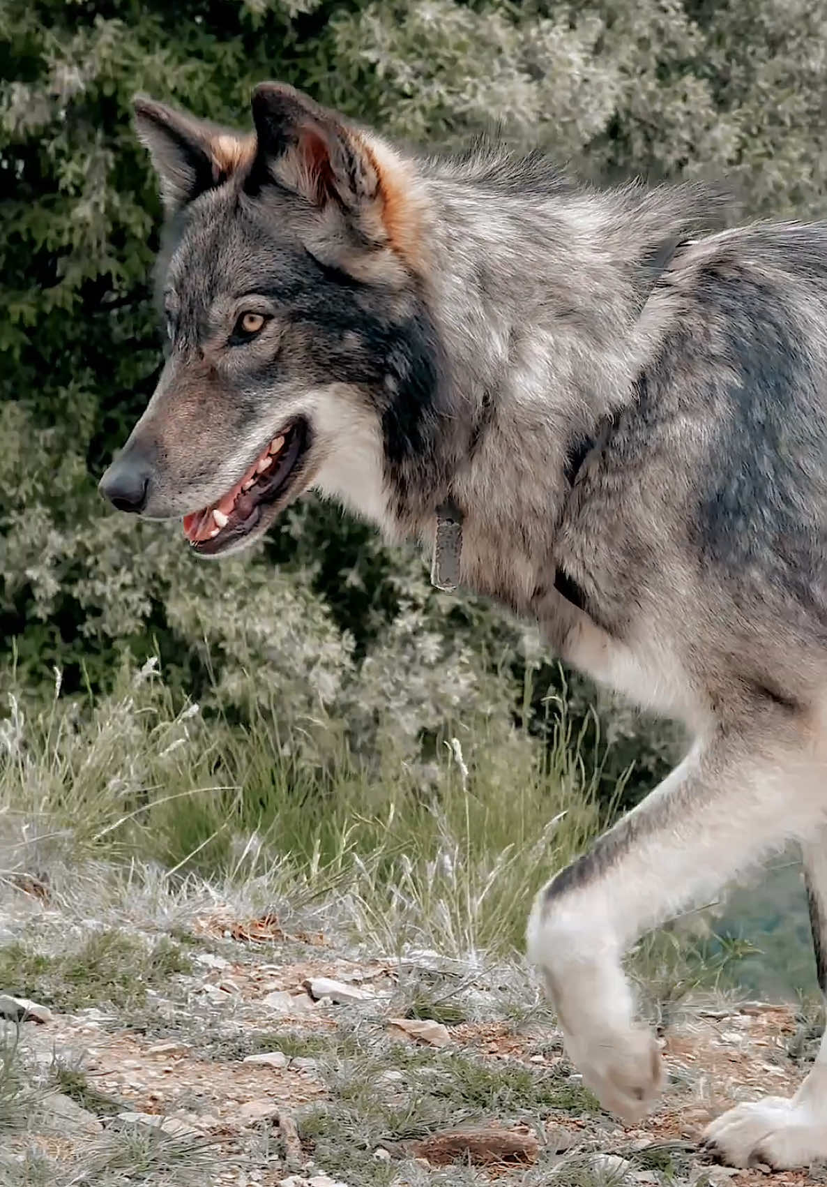@Real_ArcaneWolfdog