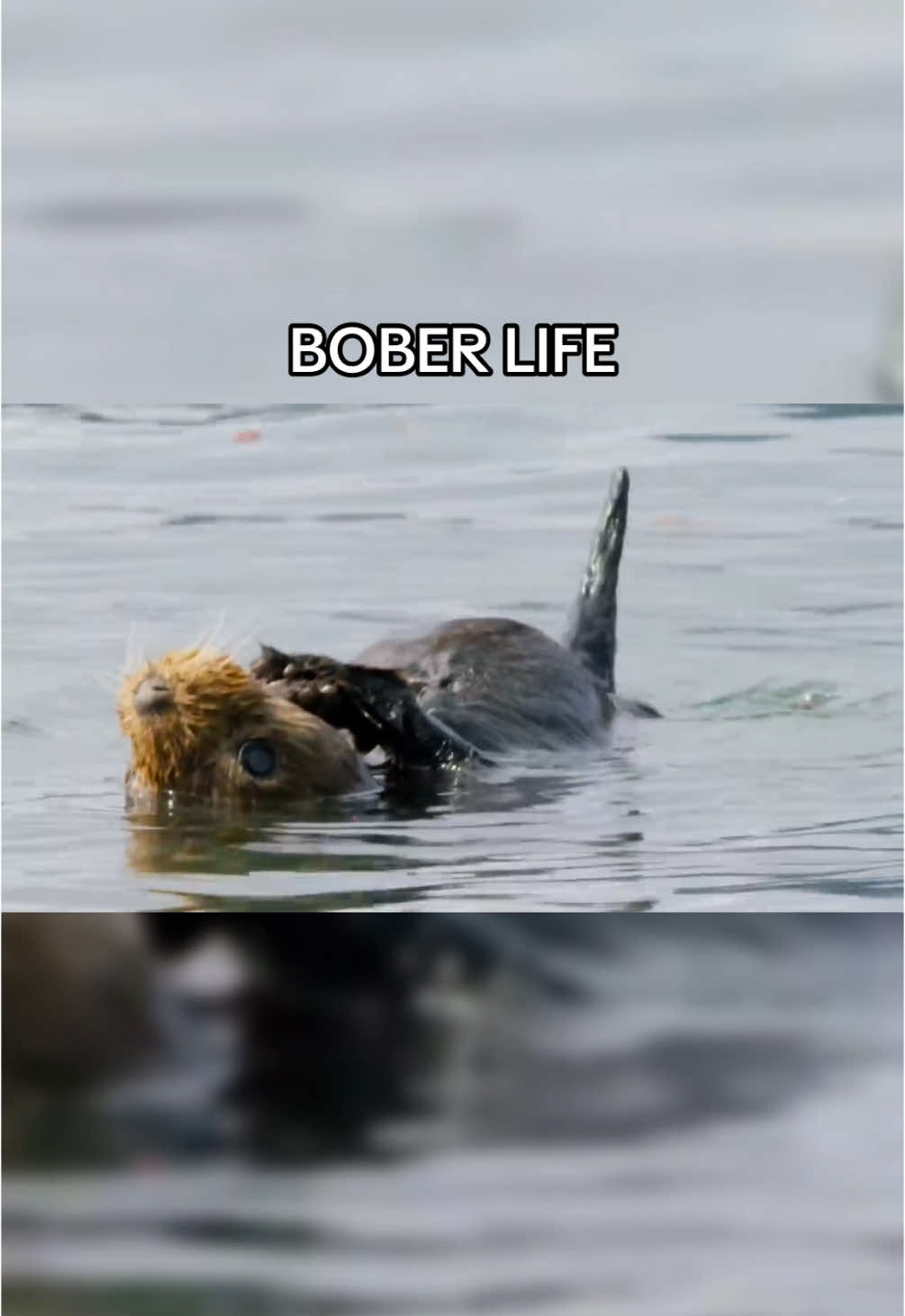 @wonderloopsvideo