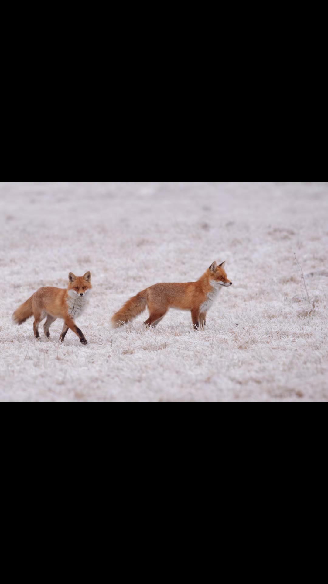 @𑣲J.Spl_Fotografie ୧⍤⃝📷