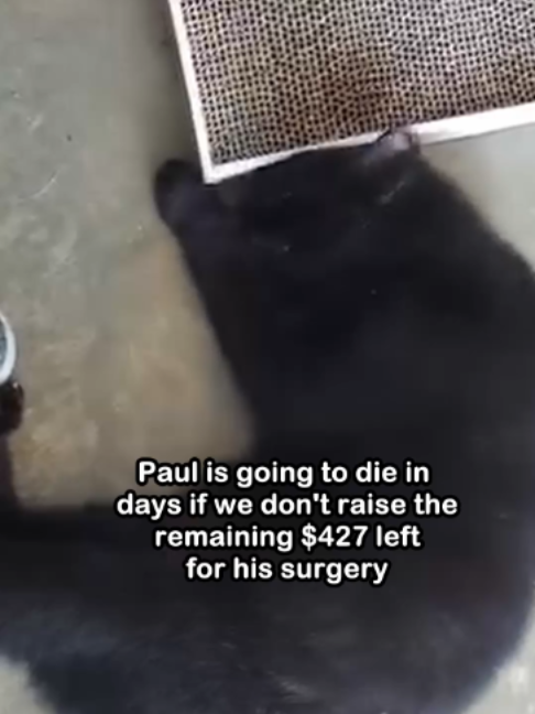 @Saving Paul the brave Cat!