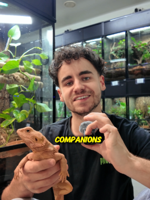 @prorep_reptile