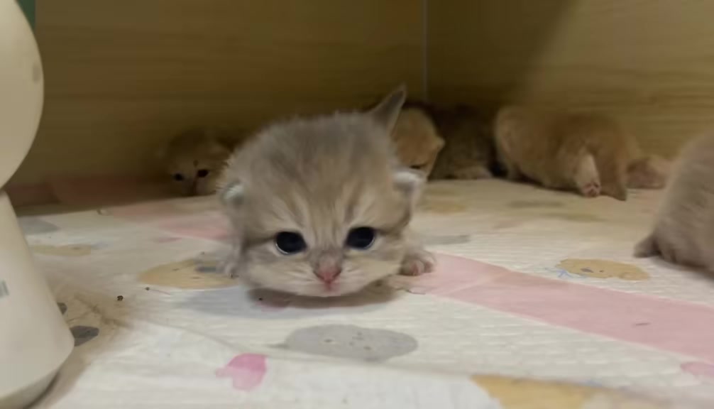 @catbosssss