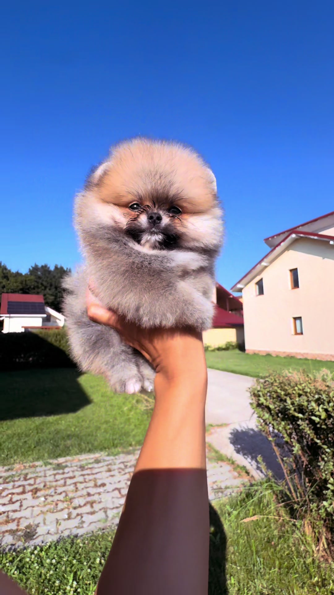 @Pomeranian.Glamour