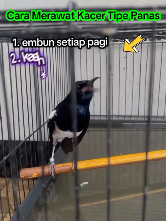 @dunia ternak
