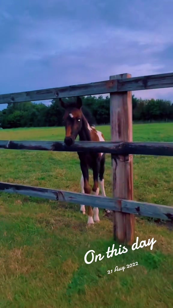 @SummerMoor Miniature horses