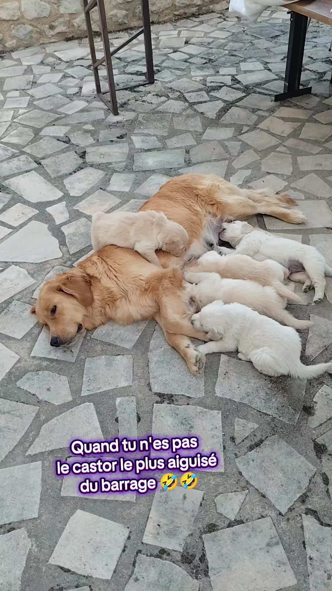 @Élevage des Lukiémilove
