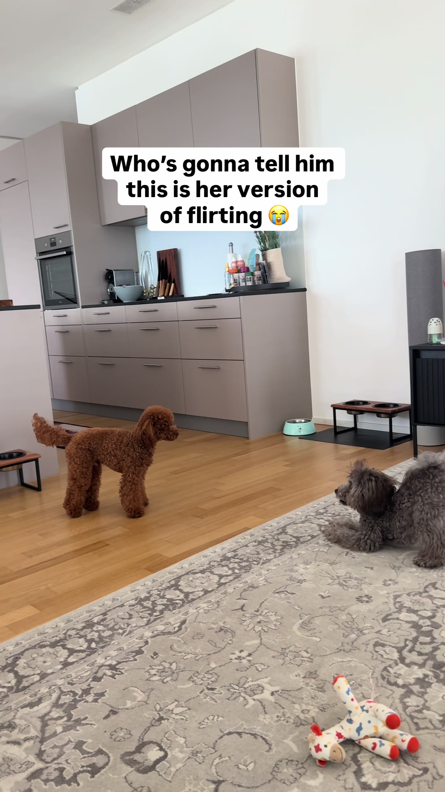 @Two & A Half Poodles | Dog Mom