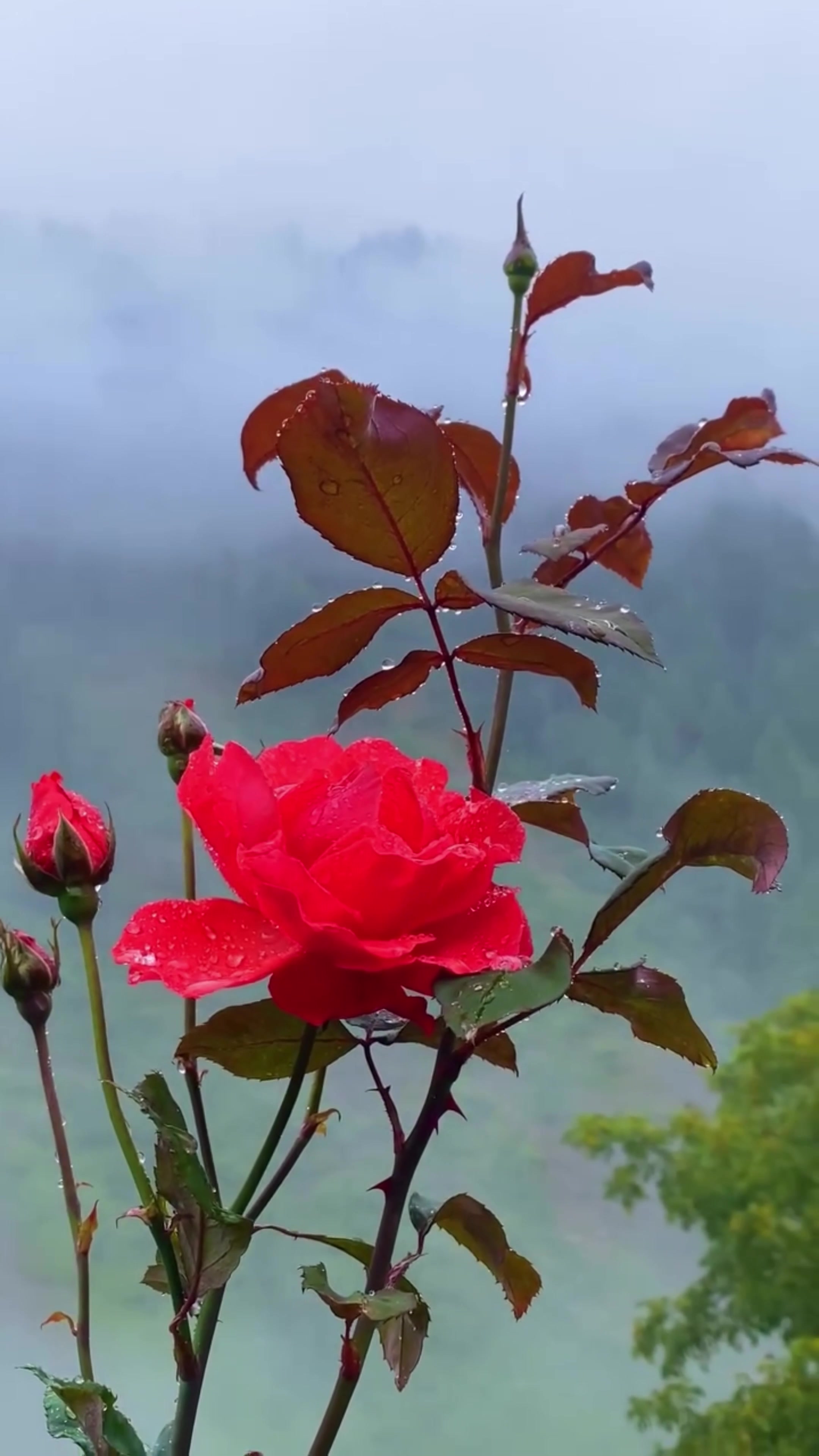 @World 🌍 beauty