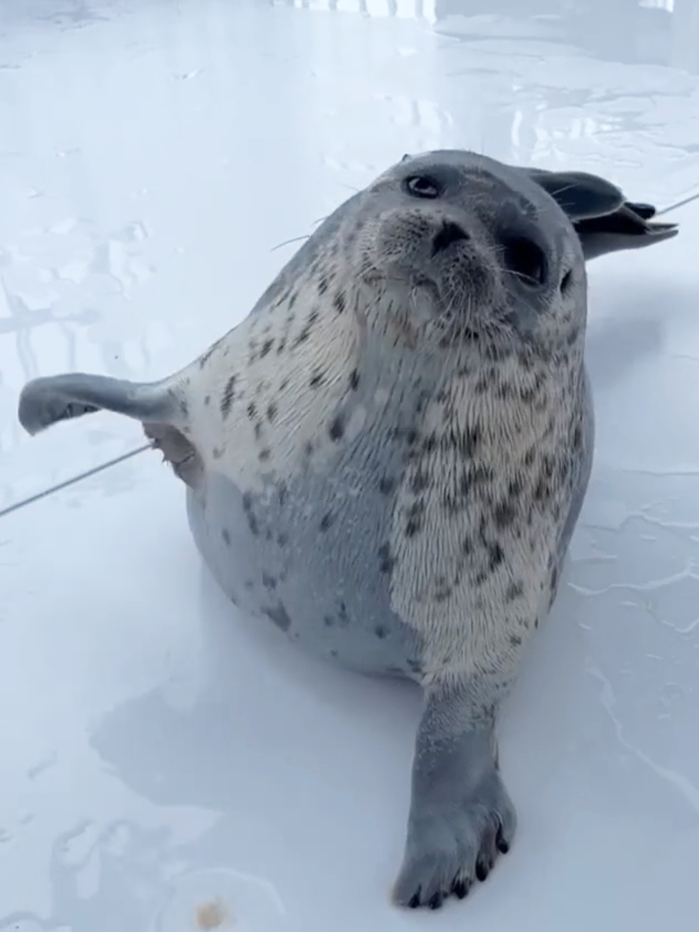 @🩷🎀 seal 🦭🩷
