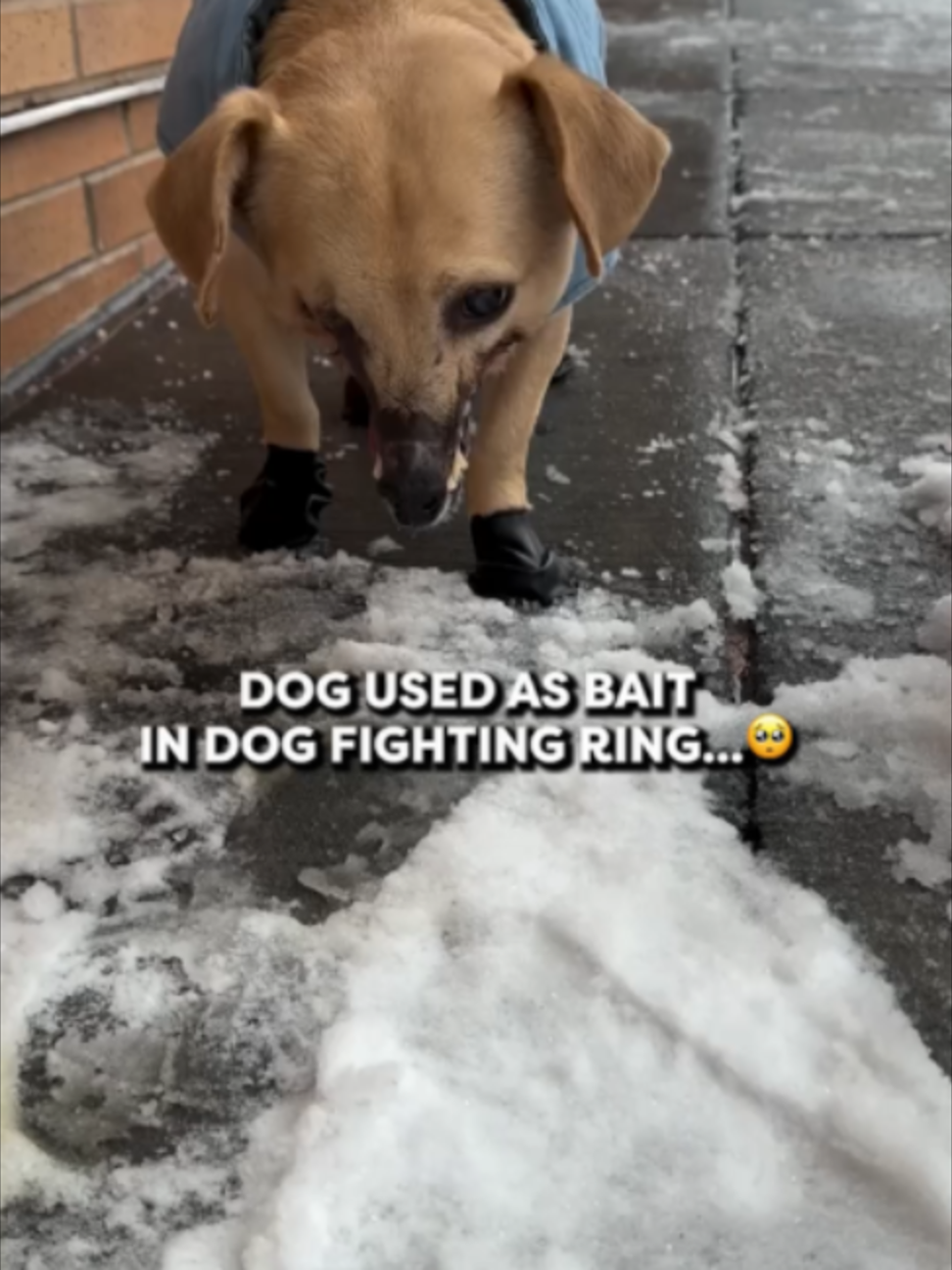 @Go Fetch