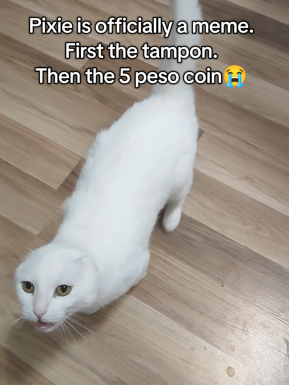 @Fluffy and Pixie