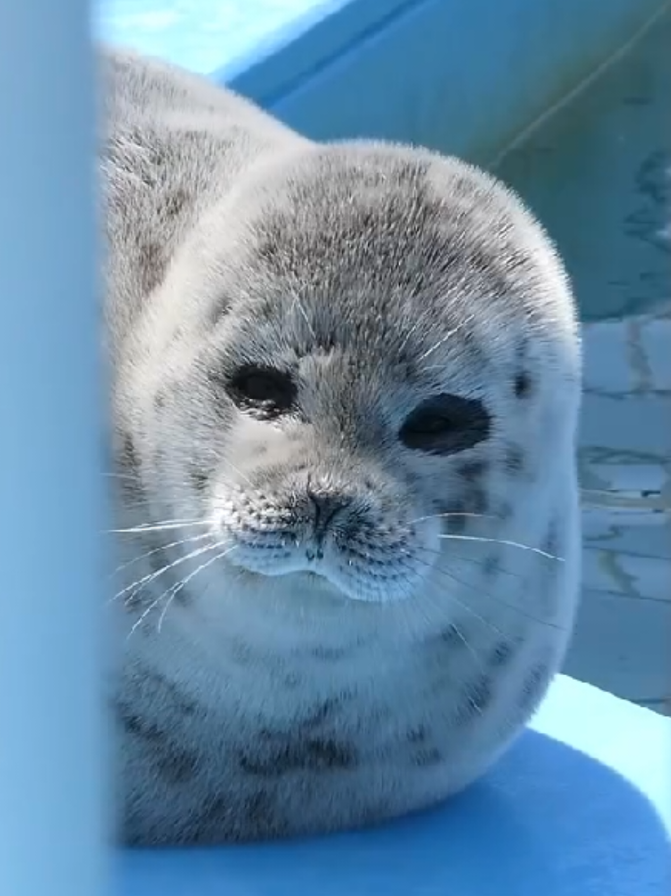 @🩷🎀 seal 🦭🩷