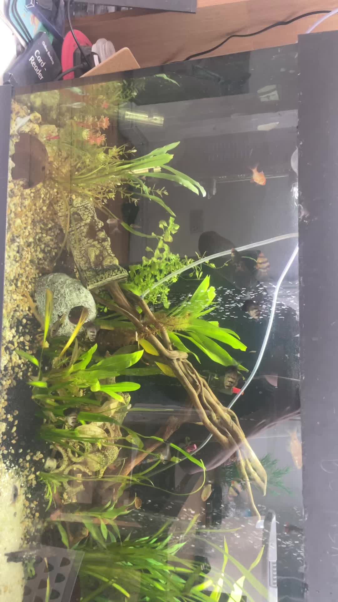 @CRBaquatics