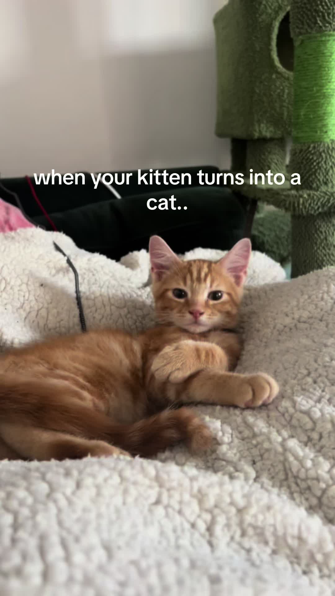 @Nacho&Bagel 🐈🐆