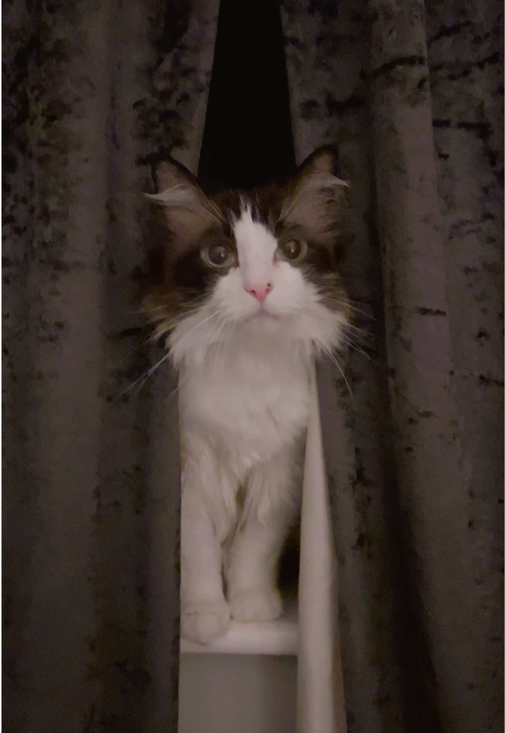 @Ted the ragdoll cat 🐾