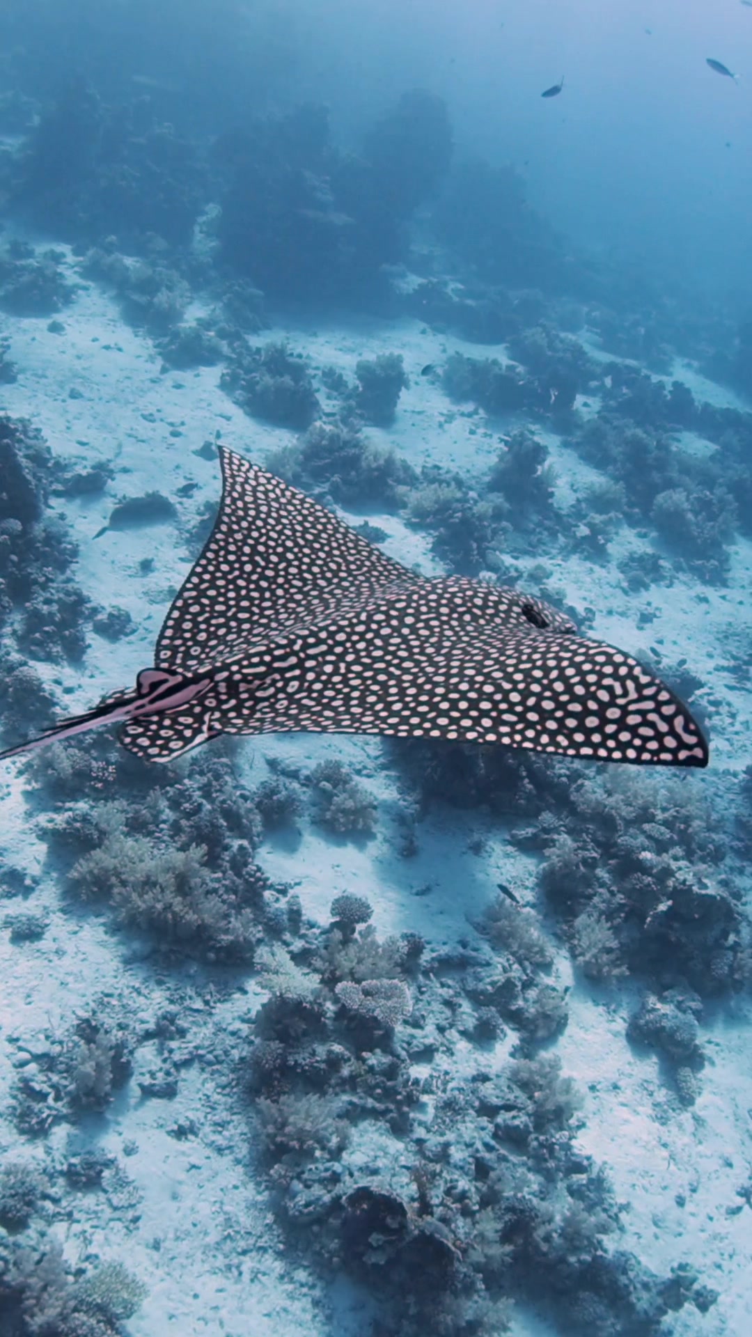 @Ella | Dive Instructor