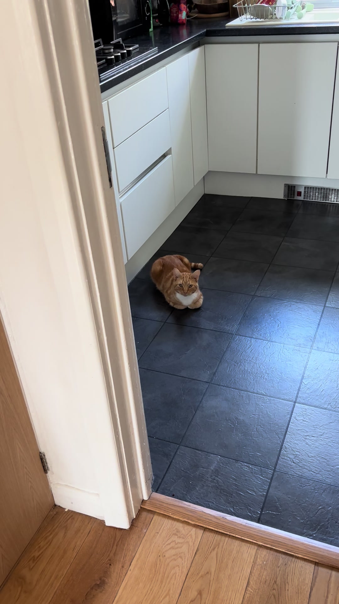 @Freddie the orange cat