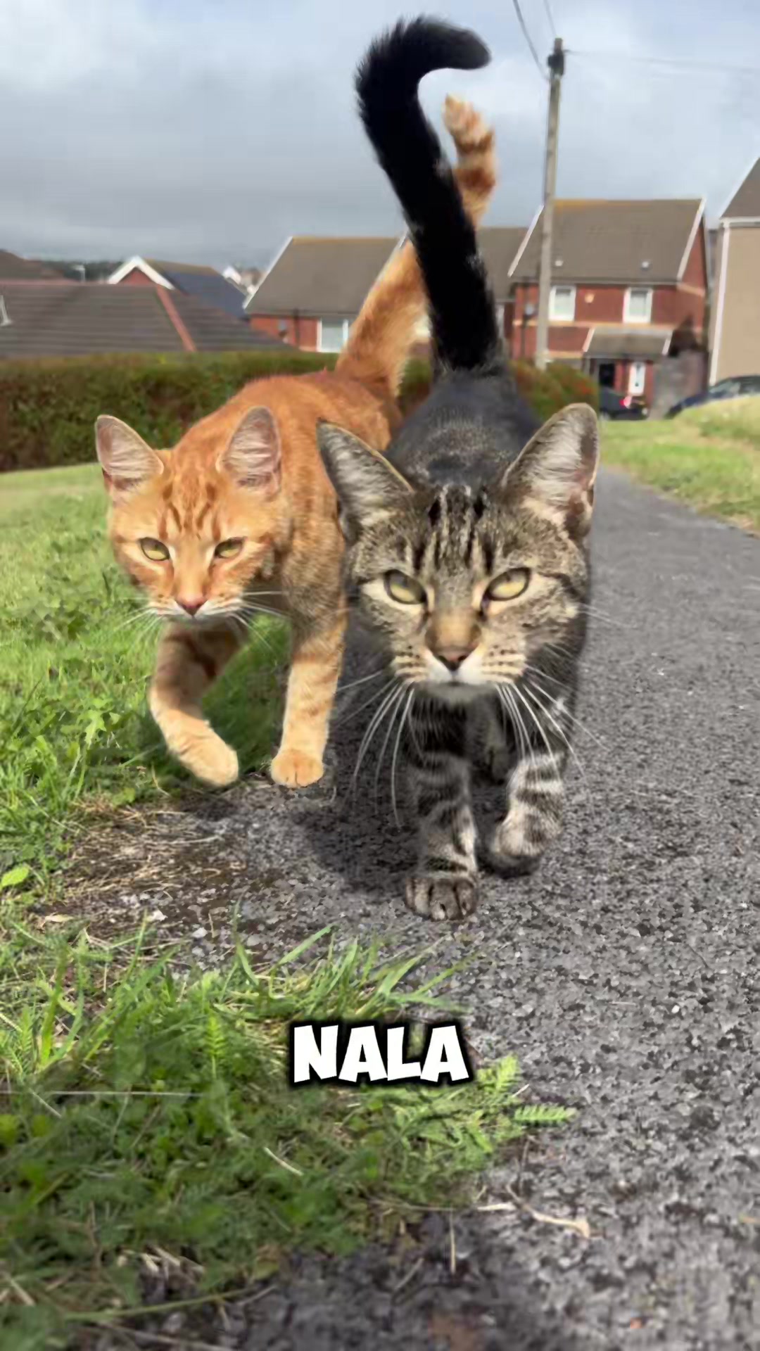 @Mittens