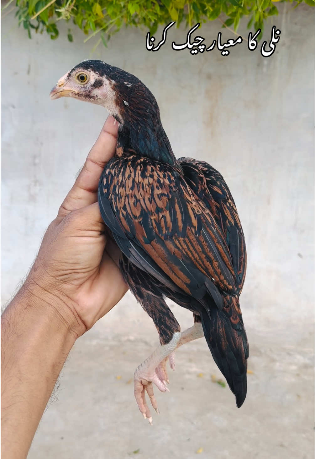 @Poultry Markaz