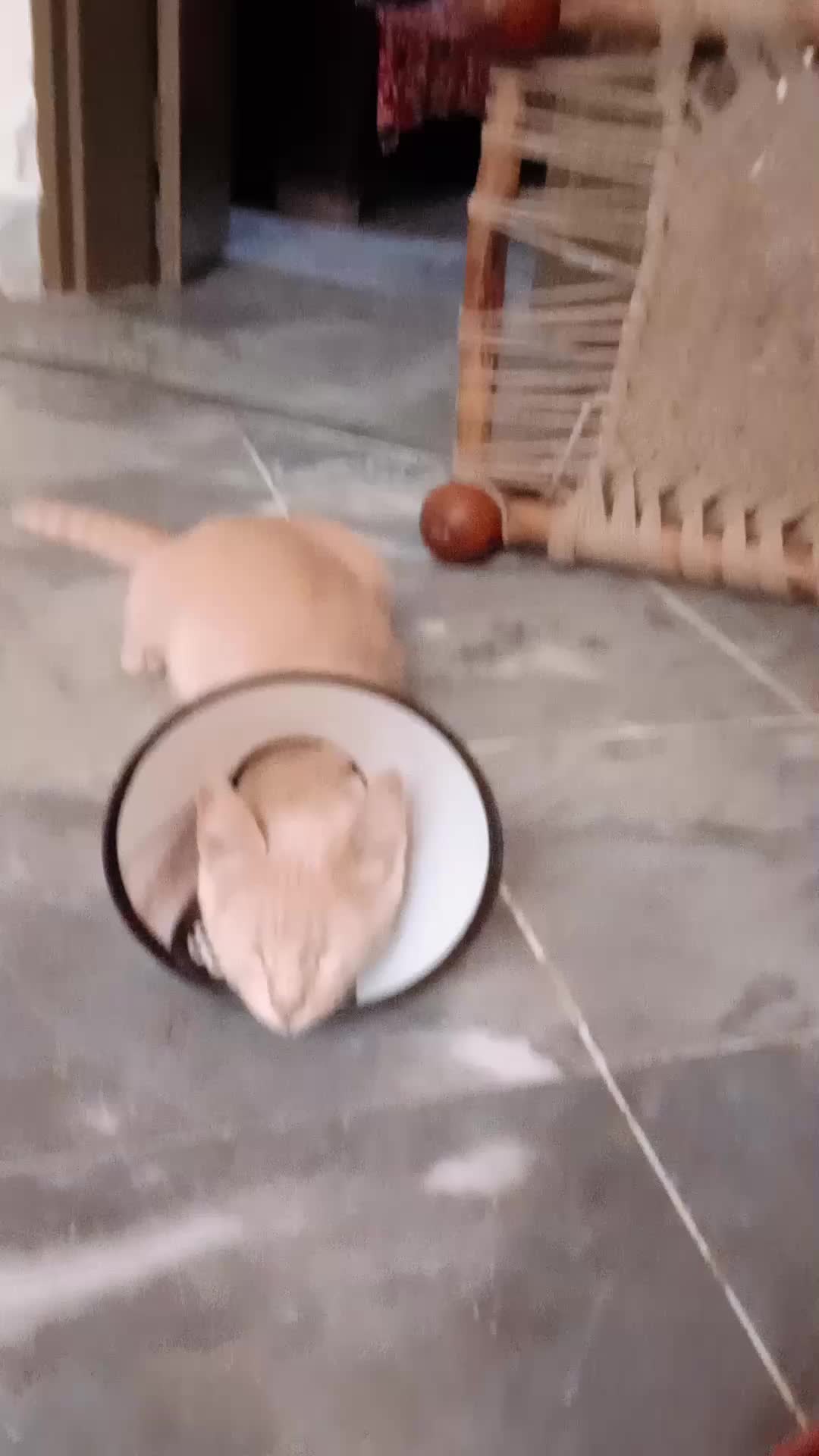 @cutecatlover8172