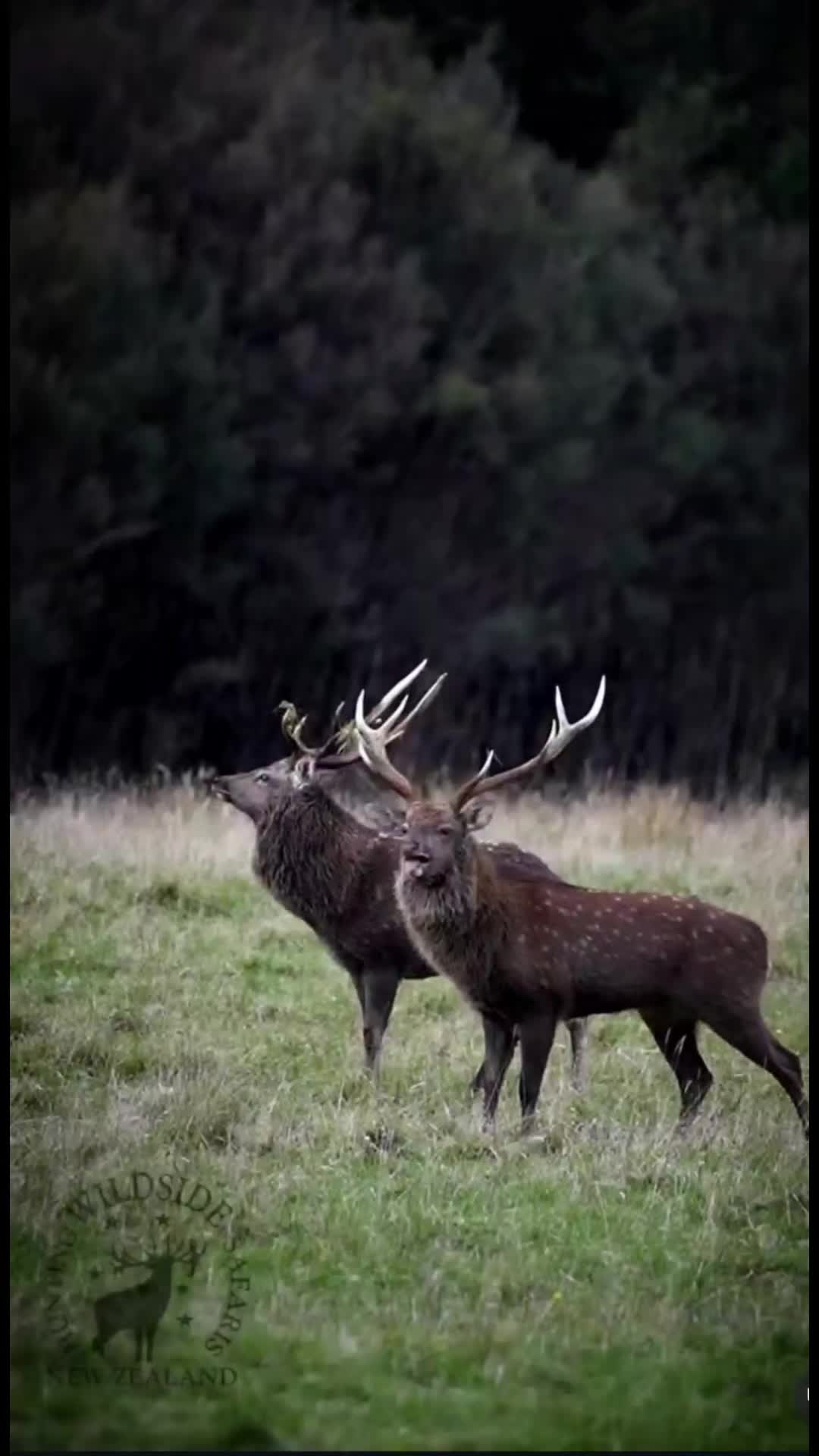 @🇮🇪The Irish Deer Hunter🇮🇪