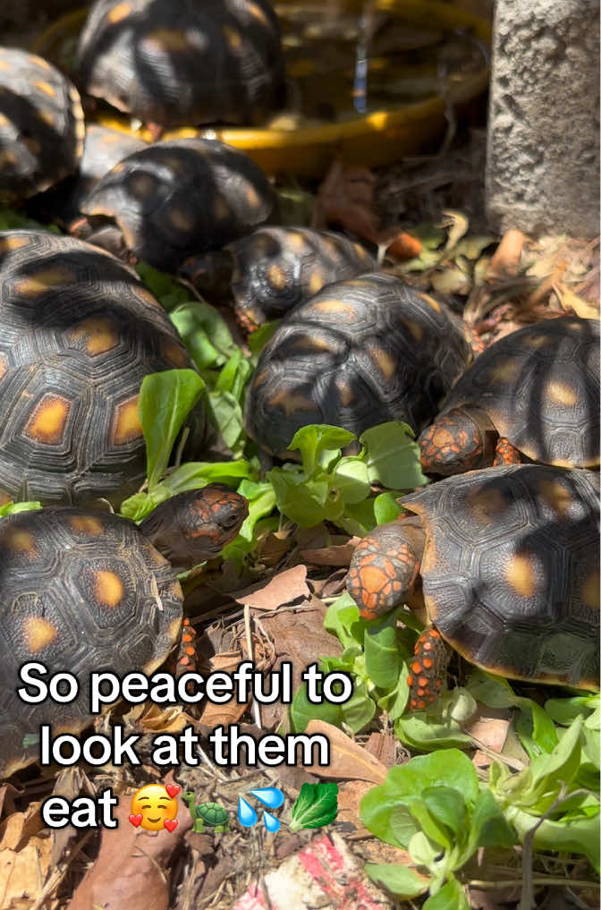 @tortoises sxm🐢