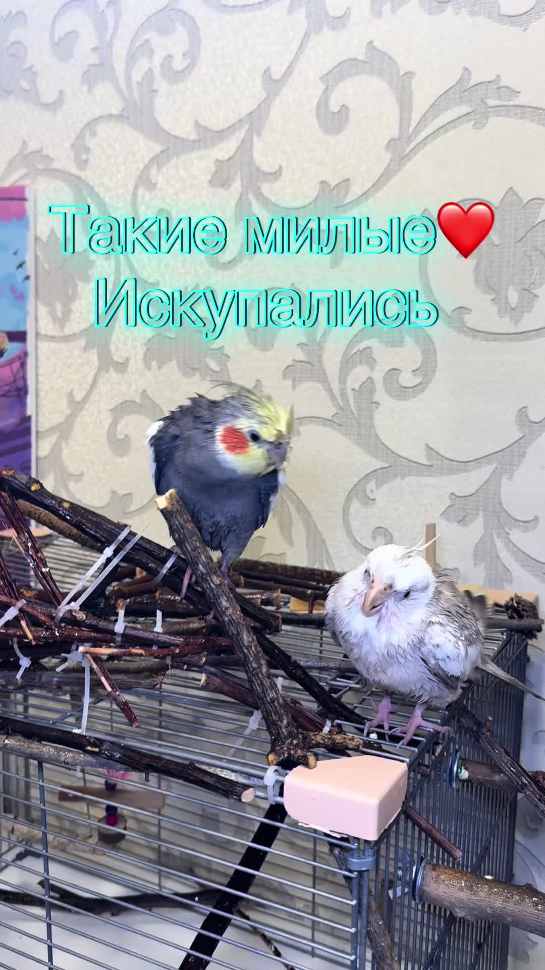 @𝓘𝓛𝓐𝓝𝓐 and Lelik